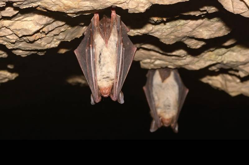 Ende der Fledermausschutzzeit : 1775847293-1775718965=128328