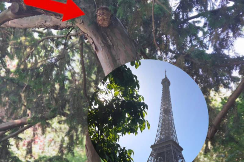Die meisten Favoritenpunkte in Paris : 1780361141-1780254276=106865